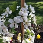 11186887_846340188736480_44106241_n