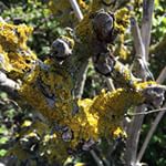 11186907_480075735477907_1731271282_n